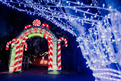 Zoolumination at the Nashville Zoo | November 13, 2025 - February 8, 2026 Photo