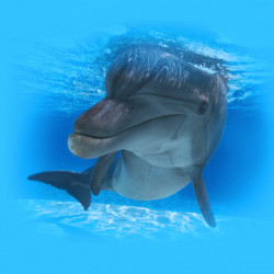 <b>Georgia Aquarium</b> Photo