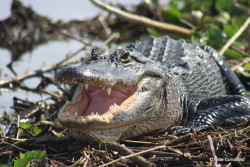 Everglades Day Safari Photo