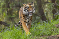 <strong>San Diego Zoo Safari Park</strong> Photo