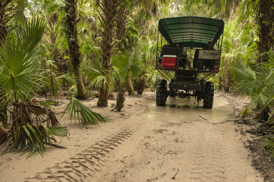 Billie store swamp tour