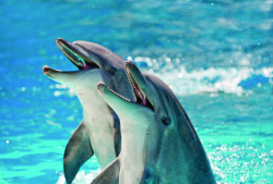 Texas State Aquarium Photo