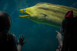 The Florida Aquarium Photo