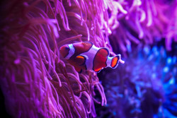 The Florida Aquarium Photo