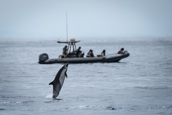 Adventure Whale Watching San Diego Tours Photo