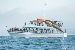 Newport Landing Whale Watching Photo